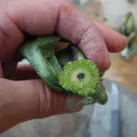 Les tiges des plants portant des têtes bloquées peuvent présenter un brunissement de la moëlle.