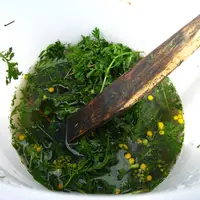 Les extraits végétaux peuvent se préparer à la ferme par infusion, macération ou décoction. En photo, une macération de tanaisie (Tanacetum vulgare).