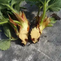 Phytophthora cactorum n’a rien de commun avec P. fragariae. Les dégâts qu’il occasionne se manifestent soit au niveau du rhizome, soit au niveau des f