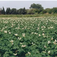 L’Union nationale des producteurs de pommes de terre veut se battre contre le plan pollinisateurs, jugé trop contraignant pour une culture non attract