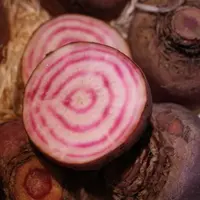 Les variétés de betterave de couleur ou rouge cerclée apportent une diversité attractive.