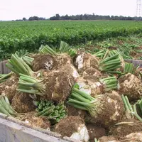 Pour l’ensemble des variétés, c’est la qualité de la rave, ronde, lisse et facile à parer, qui oriente le choix.
