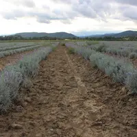 La lavande et le lavandin représentent environ 33 000 ha en France, soit près de la moitié des surfaces des PPAM.