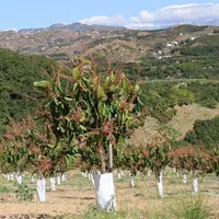 La plantation d’avocatiers est soutenue dans tous les pays du pourtour méditerranéen avec de nouvelles zones de production.