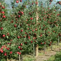 Avec un fruit rouge intense très attractif et une bonne capacité de conservation, Story® Inored cov se conduit très bien en haie fruitière 2D.