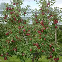 Story® Inored cov est particulièrement bien adaptée à la conduite Aximum©, qui repose sur le renouvellement dynamique des branches fruitières au cours