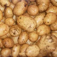 La pomme de terre primeur connaît des problématiques sanitaires telluriques, notamment le rhizoctone brun dont on voit ici les sclérotes.