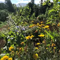 Le projet Stop utilise la biodiversité de l'île de la Réunion pour  lutter contre les bioagresseurs.