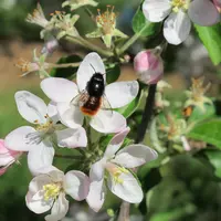 Une enquête européenne est en cours pour mieux connaître les abeilles sauvages.