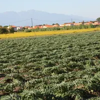 La réduction des intrants et principalement des produits phytopharmaceutiques sur artichaut fait partie des engagements du groupe Dephy maraîchage.