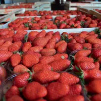 La coopérative souhaite agrandir ses équipes de producteurs périgourdins, mettant en avant le “plus“ gustatif dont bénéficie l'IGP Fraises du Périgord