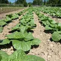 L’altise du chou a provoqué nettement plus de dégâts sur les feuilles de chou chinois sans sous-semis.