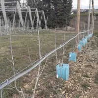 La Sefra expérimente une forme palissée en biaxe 4 m x 2 m.