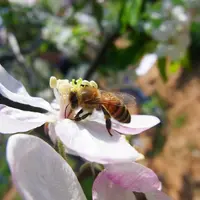 L’abeille domestique commence à être active au-dessus de 12°C. Le dispositif de pollinisation peut être renforcé en cas de manque par des bourdons act