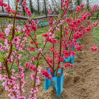 Près de 460 ha de vergers de pêche-nectarine ont été plantés en 2020 au sein de l’AOP.