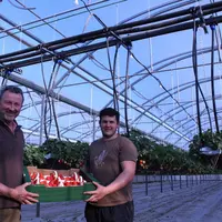 Didier et Romain Leyx-Valade réalisent une première campagne de production de fraise hors-sol, sous une multichapelle construite en suivant "un aligne
