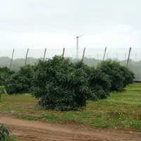 Le microclimat tempéré du nord du Maroc, grâce à la proximité immédiate de la mer, est bien adapté à la culture de l'avocat, même si des protections a
