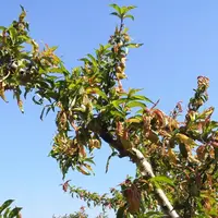 La cloque devient vraiment problématique pour les producteurs avec le retrait de certains produits.
