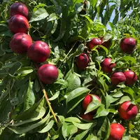 Clariss est la variété de nectarine la plus vendue par PSB cette année.