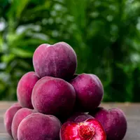 Star Fruits commercialise une gamme de dix variétés de pêches sanguines.