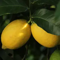 La France tient la cinquième place du classement des pays européens producteurs de citrons, avec 16 700 t.