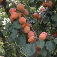 Vertige est une des variétés recommandées autant par les producteurs que par les distributeurs pour une production en agricullture biologique.