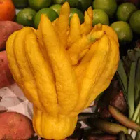 Les cultures d'agrumes sous serre représentent 4 ha, avec principalement des citronniers, orangers et pamplemoussiers mais aussi la Main de Bouddha (p