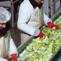 Les entreprises produisant des légumes pour la 4e gamme connaissent des difficultés à cause de la hausse généralisée des coûts de production.