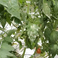 Jusqu'en 2023, le Caté est un site de démonstration d'un robot pour lutter contre l’oïdium de la tomate à partir d’UV-C.