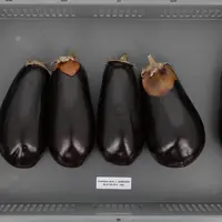 Comment bien conserver les aubergines ?