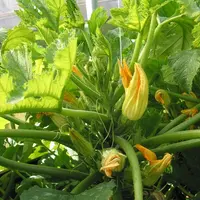 Certaines variétés de courgette précoce présentent un déficit important en fleurs mâles à partir de mi-mai.