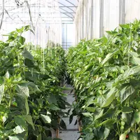 Le type d'abri, qui conditionne la conduite des plantes, peut aussi être un élément du choix variétal.