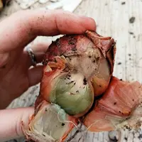 La fusariose se caractérise par des symptômes de plateau gris et de lésions sur les écailles.