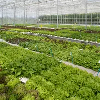 Nunhems dispose de plusieurs serres dédiées à la recherche sur la salade en hydroponie.