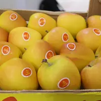 130 ha de Rubis Gold sont plantés au sein de terroirs où elle peut exprimer son caractère.