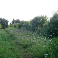 Une bande fleurie en bordure de parcelle associée à une haie d'arbustes est une démarche agroécologique à valoriser en participant aux Trophées de l'a