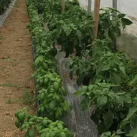 L'association de culture, ici tomate et basilic, est une technique utilisée en maraîchage sur petites surfaces.