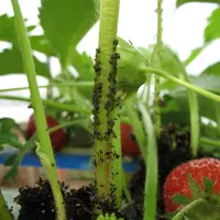 En itinéraire précoce (température supérieure à 10°C et plante poussante), les pucerons se multiplient très rapidement et peuvent entraîner la mort de