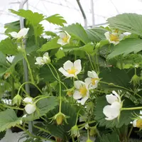 Diminuer la concentration en nutriments dans la solution de fertirrigation est une stratégie efficace pour provoquer une initiation florale précoce.