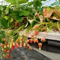 Un essai de lutte contre le Phytophtora cactorum utilisant des microorganismes commercialisés et homologués est en cours.