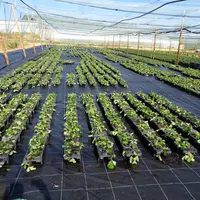 Améliorer la qualité du plant
