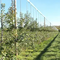 La pomme représente 21 % des surfaces de fruits bio. Elle se place entre la noix (26 %) et la châtaigne (17 %).