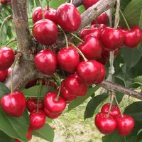 La France produit environ 35 000 t de cerise douce, ce qui la place au 8e rang européen.