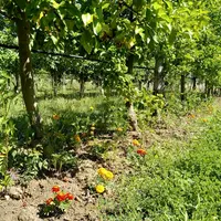 Un mélange de variétés de tagètes plantées sur le rang est testé comme plante répulsive contre les pucerons.
