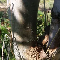 Une fourmilière est présente au pied d'un arbre sur deux dans la zone où les symptômes d'attaque de puceron sont les plus sévères.