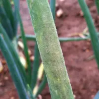 Des taches allongées et jaunâtres apparaissent sur les feuilles et se recouvrent de mycélium.