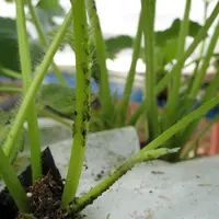 Aphidius 2.0 vise à proposer des méthodes innovantes pour élever et lâcher des parasitoïdes contre les pucerons du fraisier.