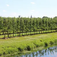 La présence d’alluvions et d’eau dans la région du Betuwe en fait une zone particulièrement adaptée à la production fruitière.