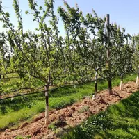 Greffage haut et conduite en haie ou sur fruitier sont deux leviers validés par le projet Capred pour diminuer l'IFT sur abricot.