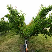 La conduite en haie fruitière testée à SudExpé consiste à resserrer les charpentières des arbres en gobelet.